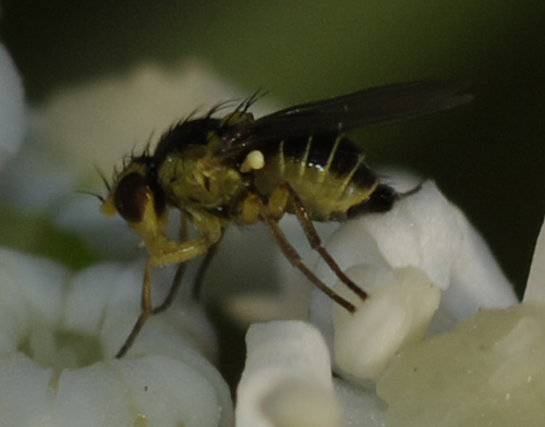 Agromyzidae: Lyriomyza sp.